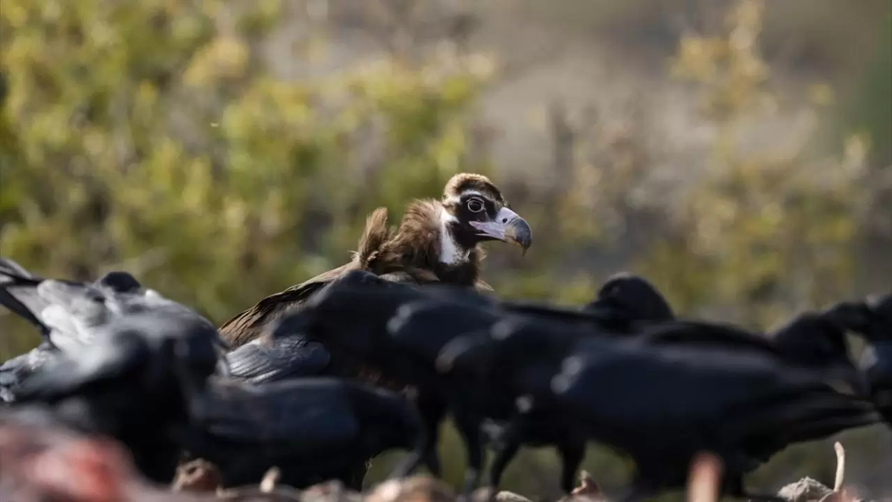 Türkiye’nin tek akbaba istasyonu 10