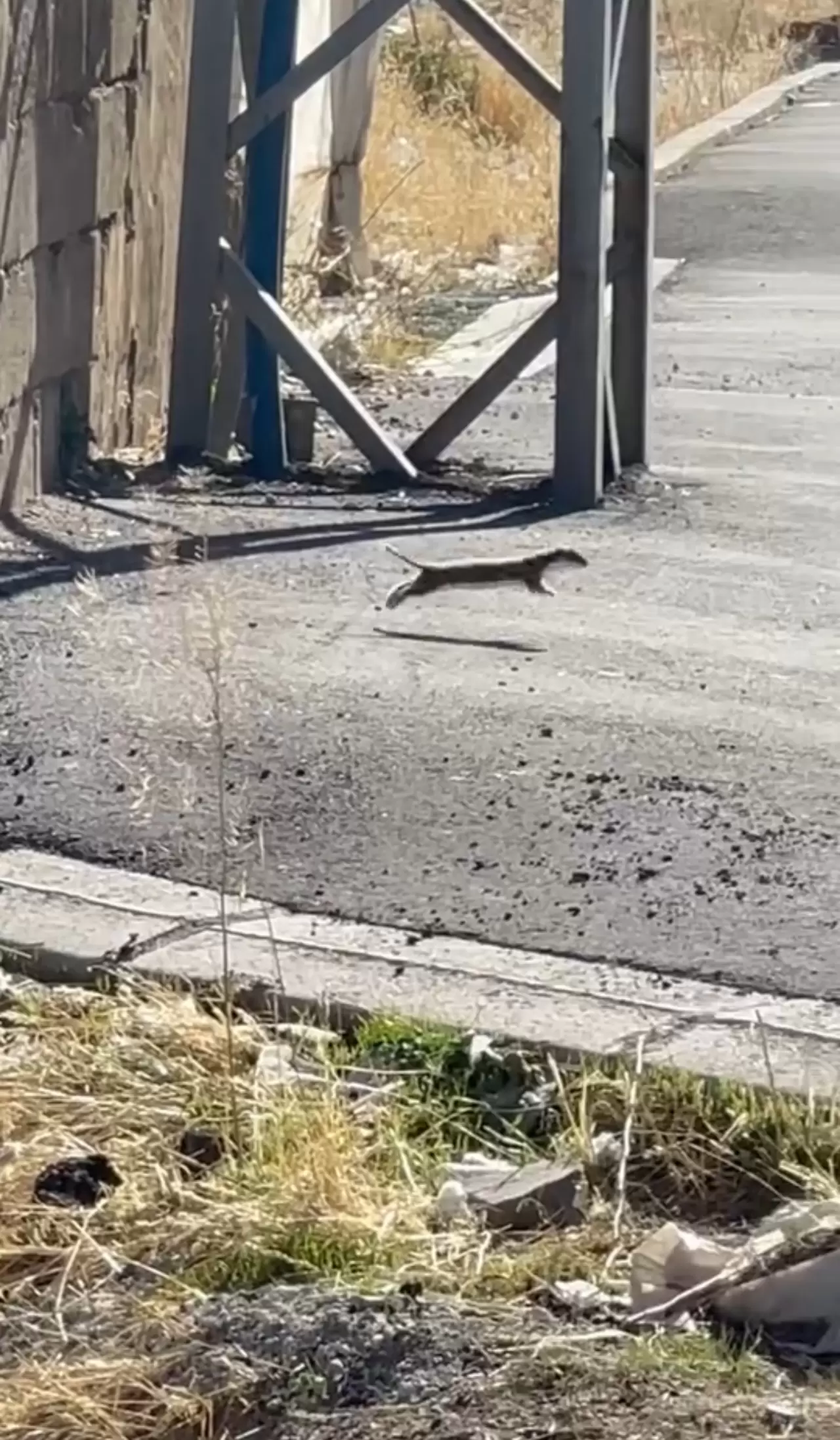 Beyaz gelincik şehir merkezinde görüntülendi 2