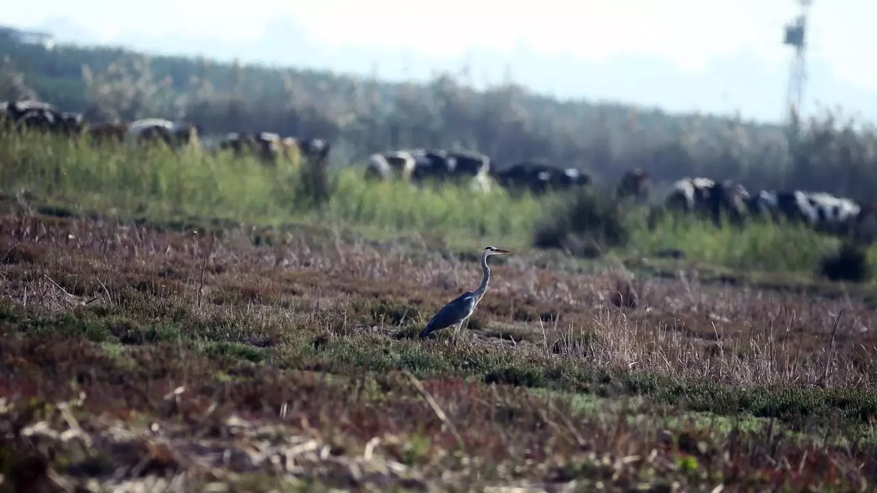 Yumurtalık Lagünü’nde renkli sonbahar 9