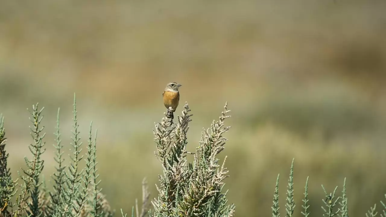 Yumurtalık Lagünü’nde renkli sonbahar 1