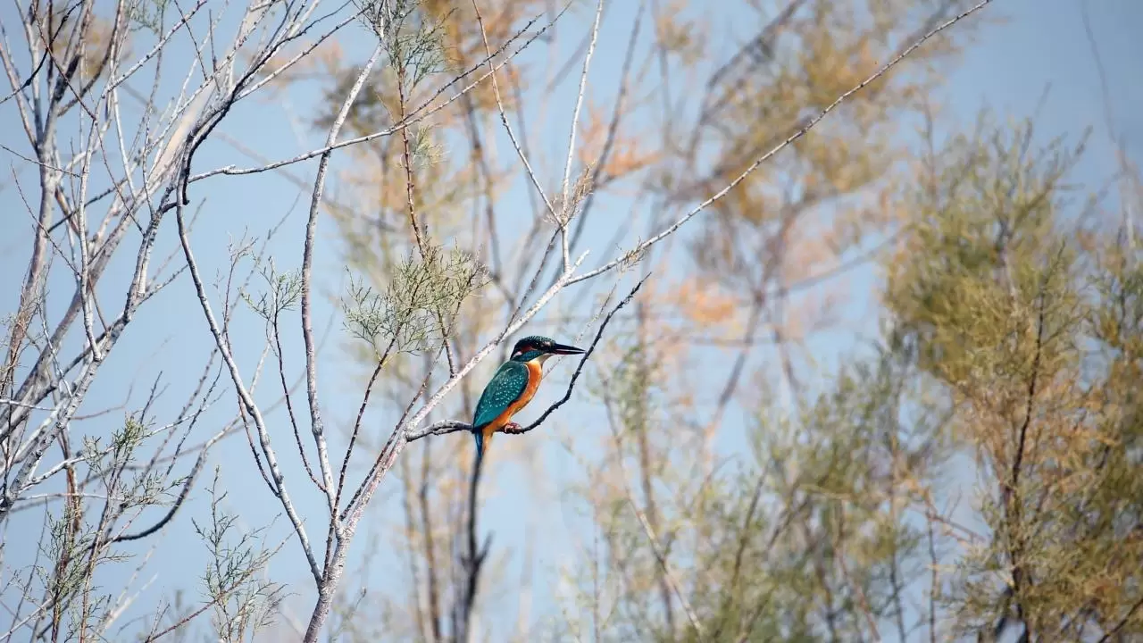 Yumurtalık Lagünü’nde renkli sonbahar 4