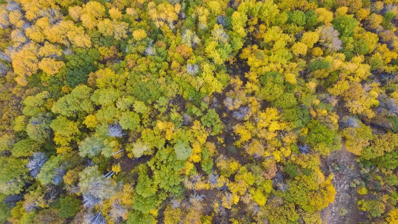 Tunceli'nin gizli cenneti: Salördek Ormanları 9