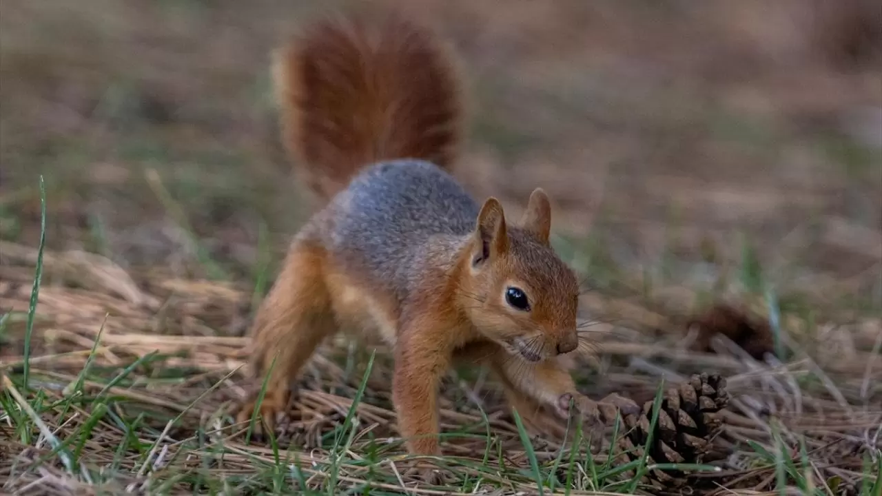 Seğmenler Parkı'nın sevimli sakinleri 16