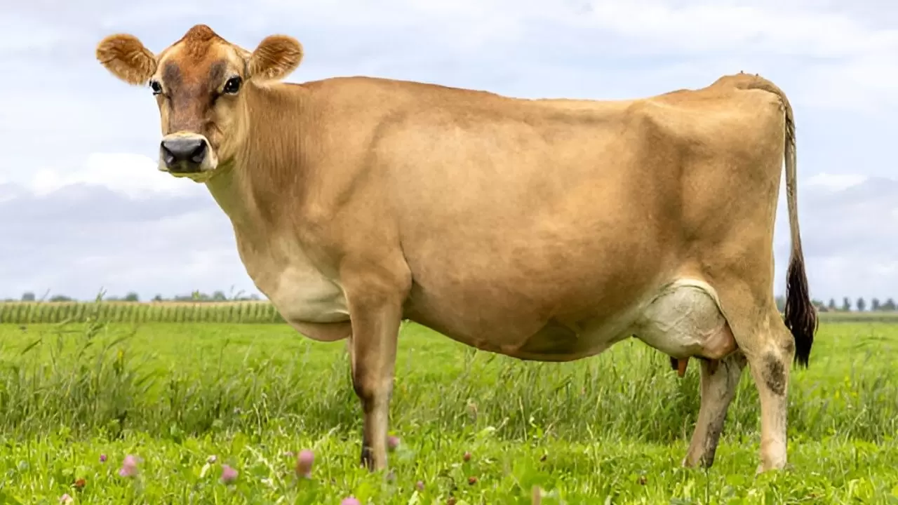 Cezaevinden büyük satış: Bin 750 ton sakatat ve tonlarca deri ihaleye çıkıyor! 3