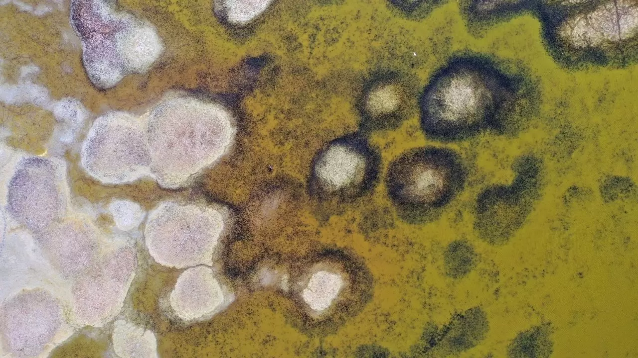 Ege’nin kartpostallık gölü kuruyor! Kuşlar ve canlılar ölümle mücadele ediyor 8