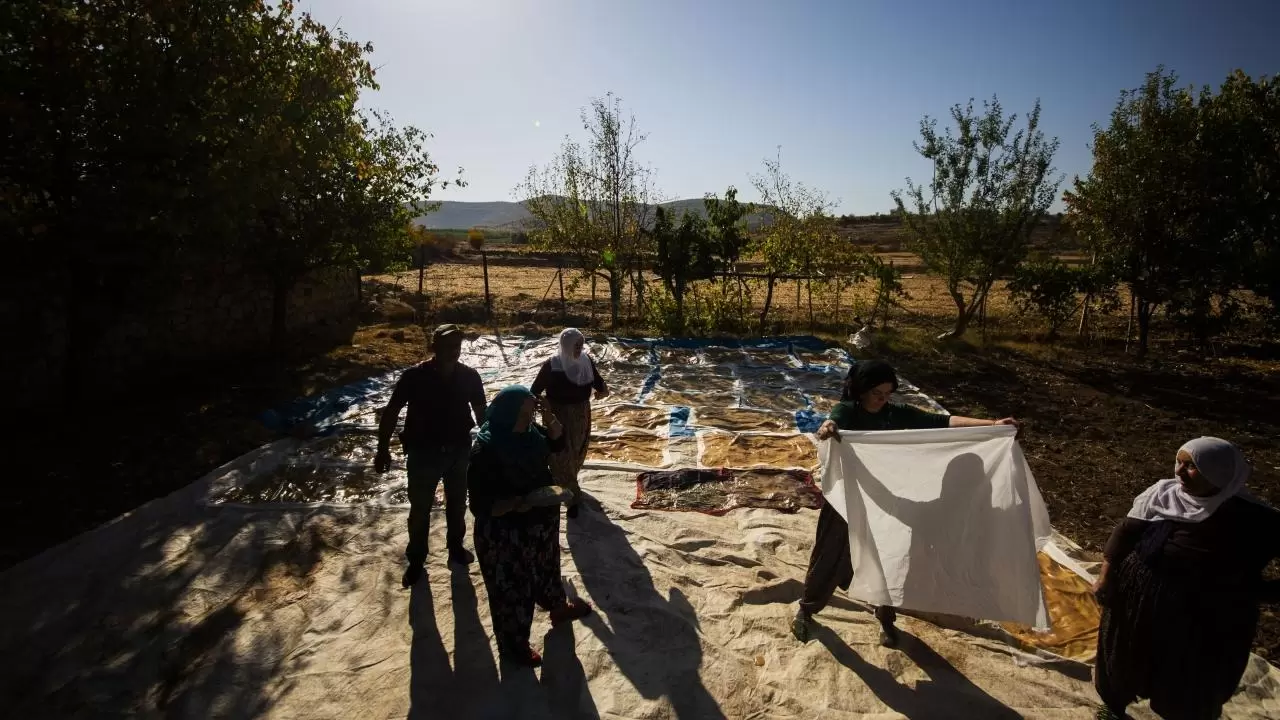 Mardin’de bağ bozumu geleneği sürüyor 8
