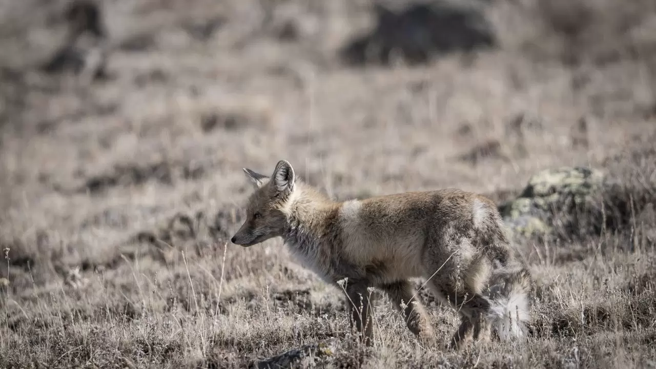 Gören döndü bir daha baktı! 1
