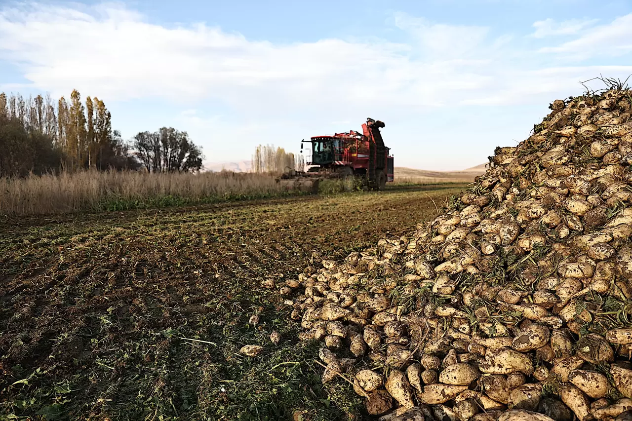 Bayburt'ta şeker pancarı üretim alanı 5 yılda 6 kat arttı 2