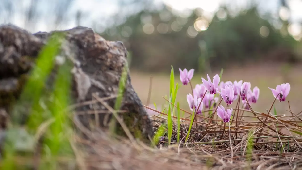 Antalya'da Yabani sıklamenler çiçek açtı 1