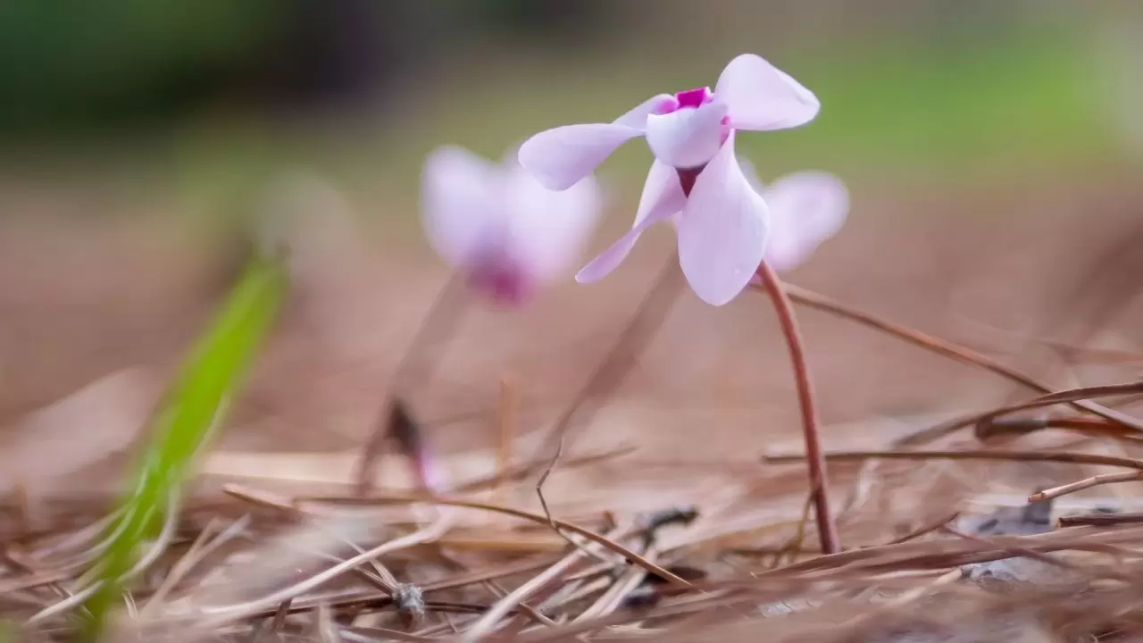Antalya'da Yabani sıklamenler çiçek açtı 7