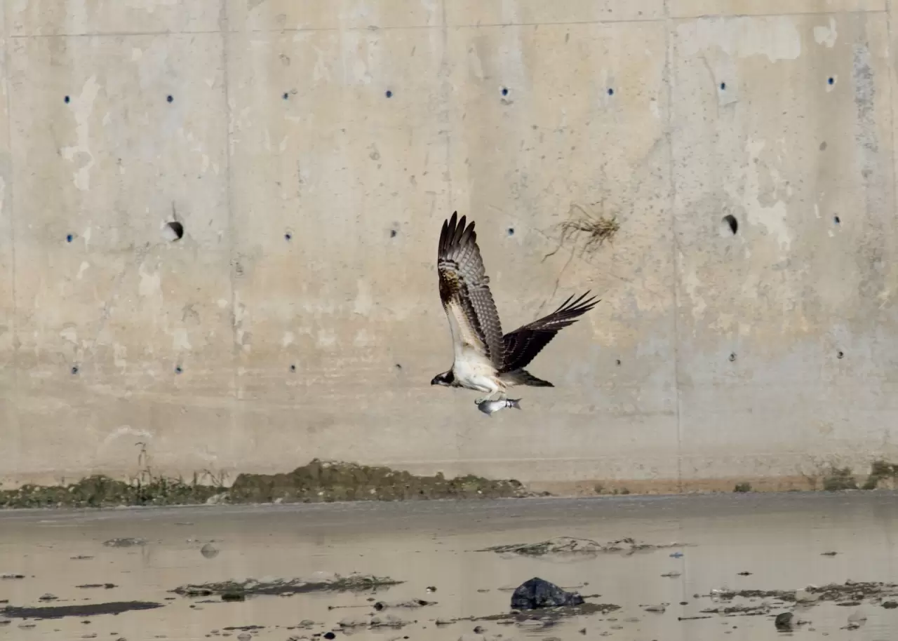 Kastamonu'da Ezine Çayı'nda avlanan balık kartalları görüntülendi 1