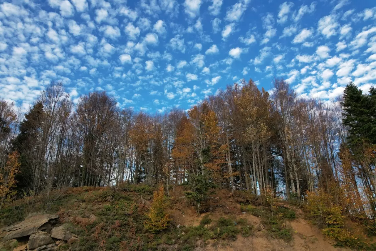 Sonbaharda Çam Dağı'nda renk cümbüşü: Doğanın görsel şöleni 3