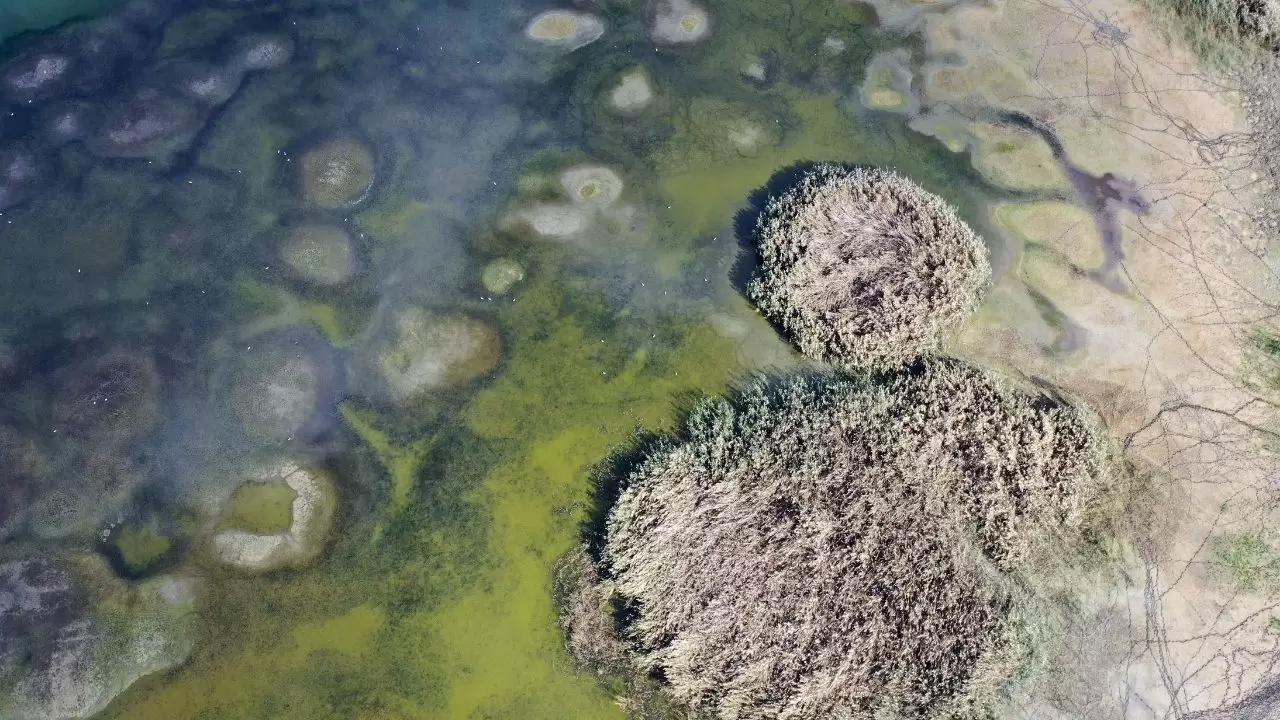 Ege’nin kartpostallık gölü kuruyor! Kuşlar ve canlılar ölümle mücadele ediyor 4