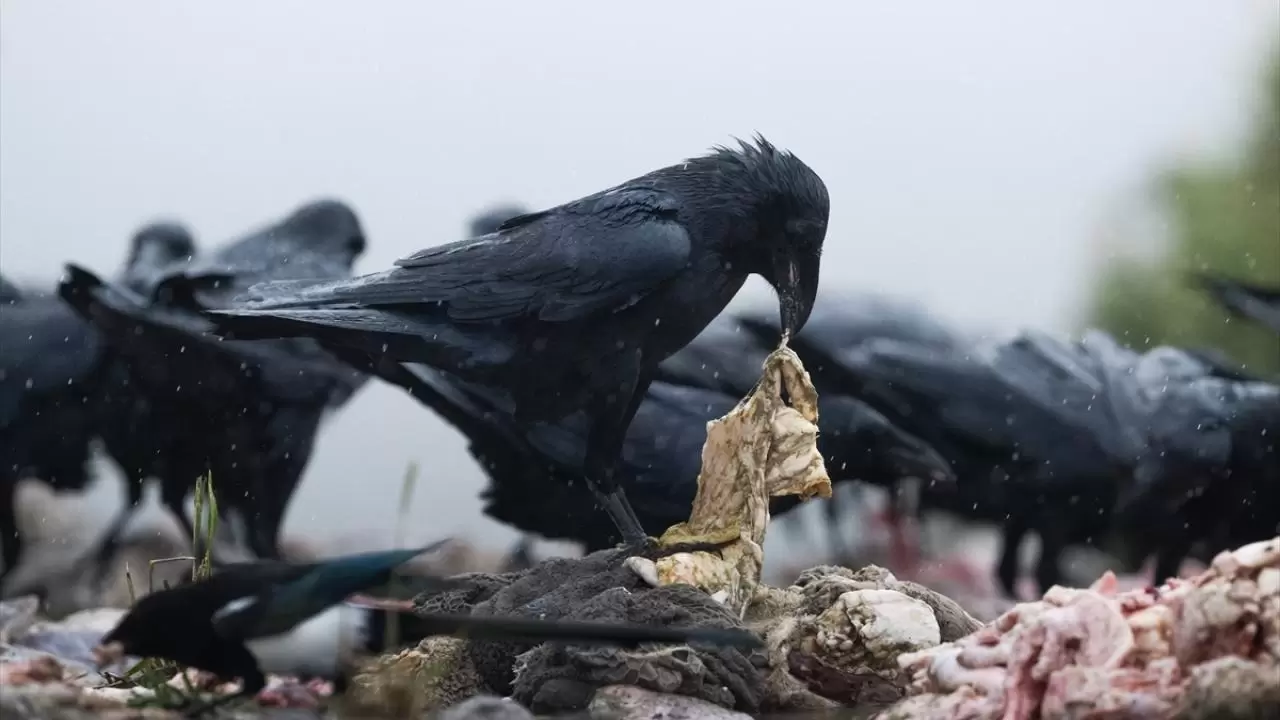 Türkiye’nin tek akbaba istasyonu 7