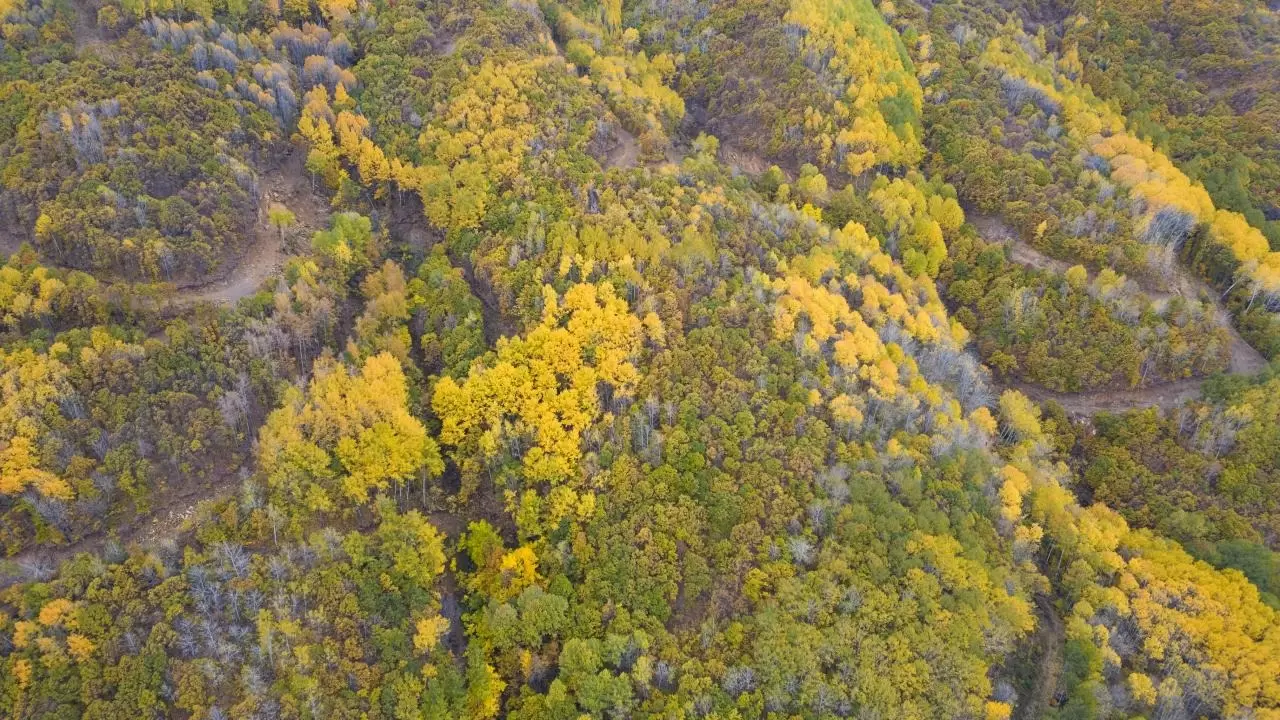 Tunceli'nin gizli cenneti: Salördek Ormanları 1