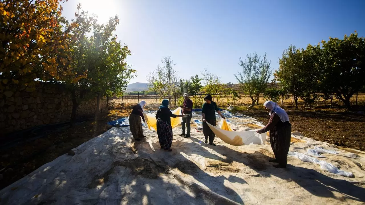 Mardin’de bağ bozumu geleneği sürüyor 5