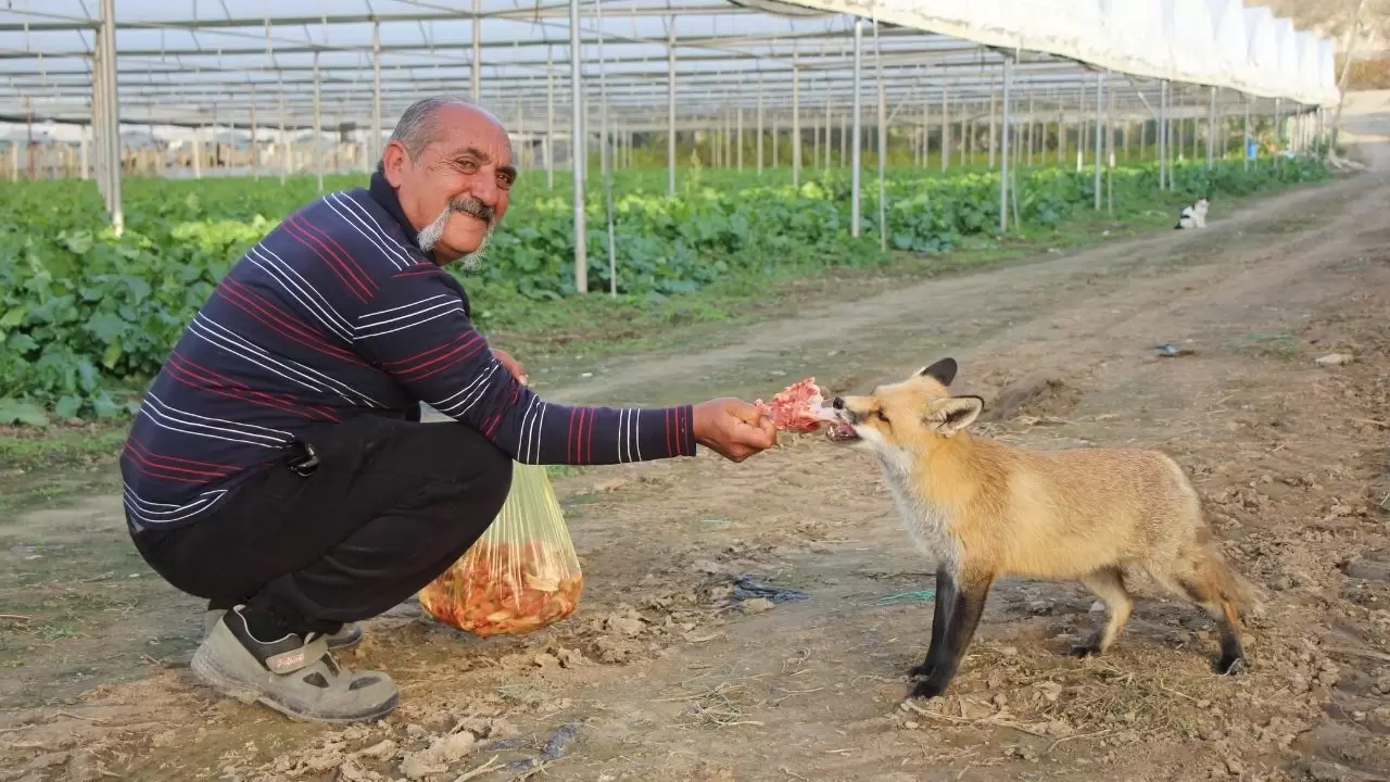 Amasya’da küs kardeşlerin tilkilere olağanüstü merhameti 1
