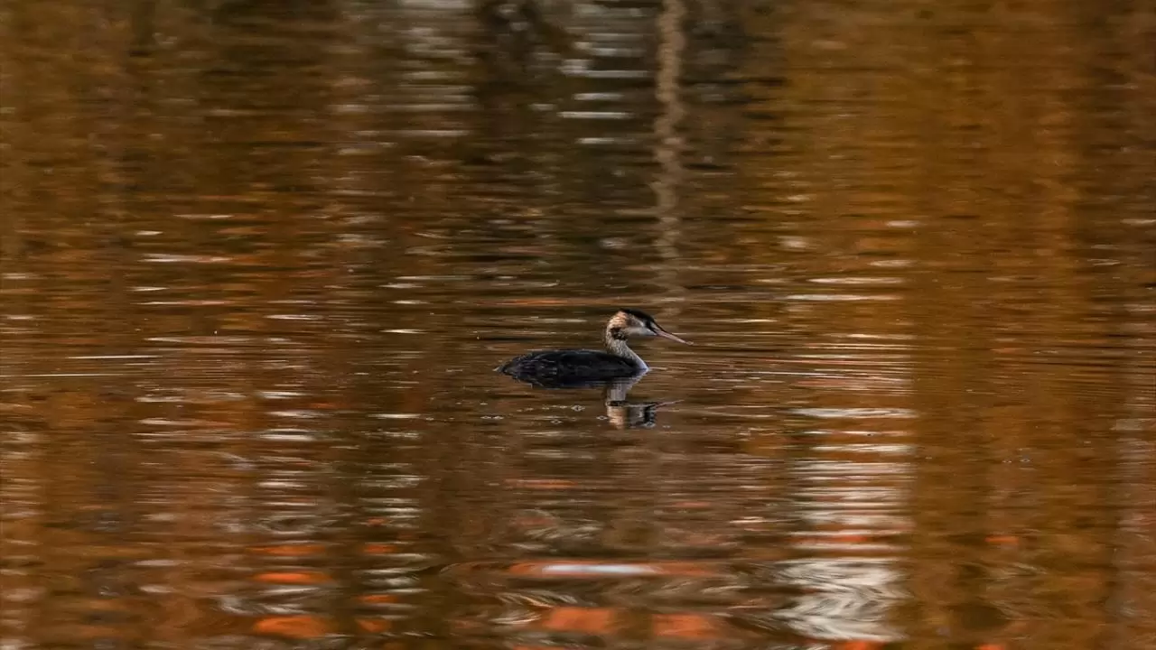 Seğmenler Parkı'nın sevimli sakinleri 9