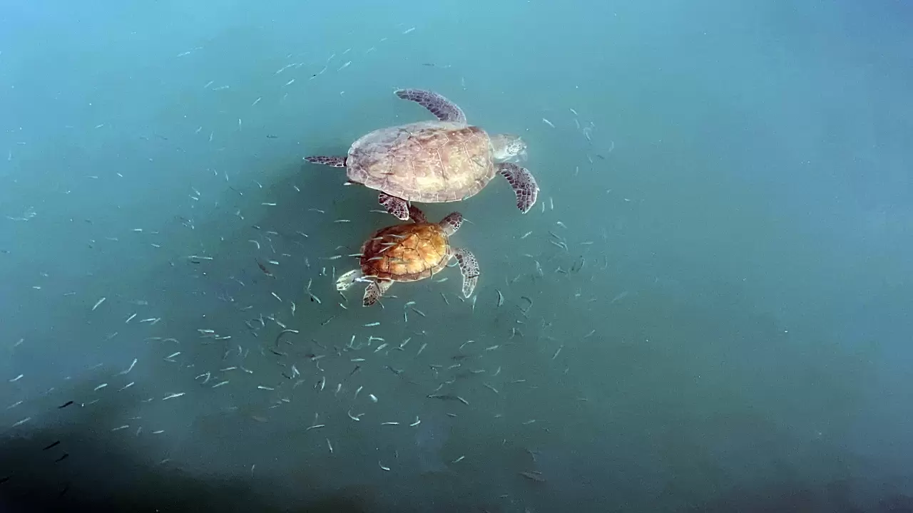 Balıkçıların dostu: Göç etmeyen caretta carettalar limanı mesken tuttu 5