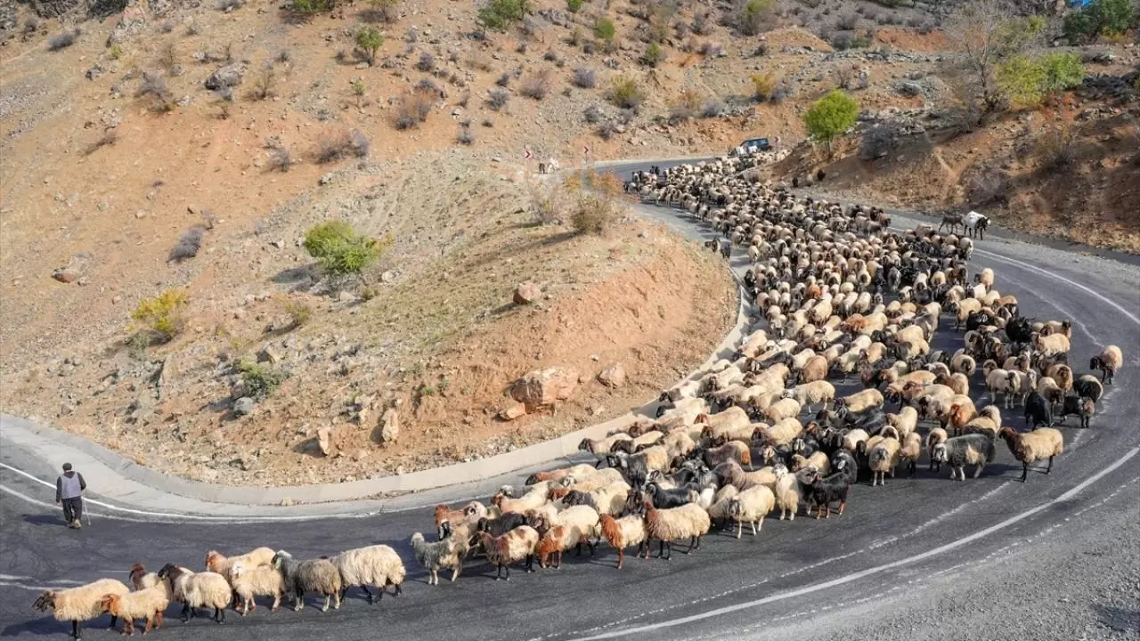 Göçerler 3 bin rakımlı yaylalardan kışlaklara dönüyor 7