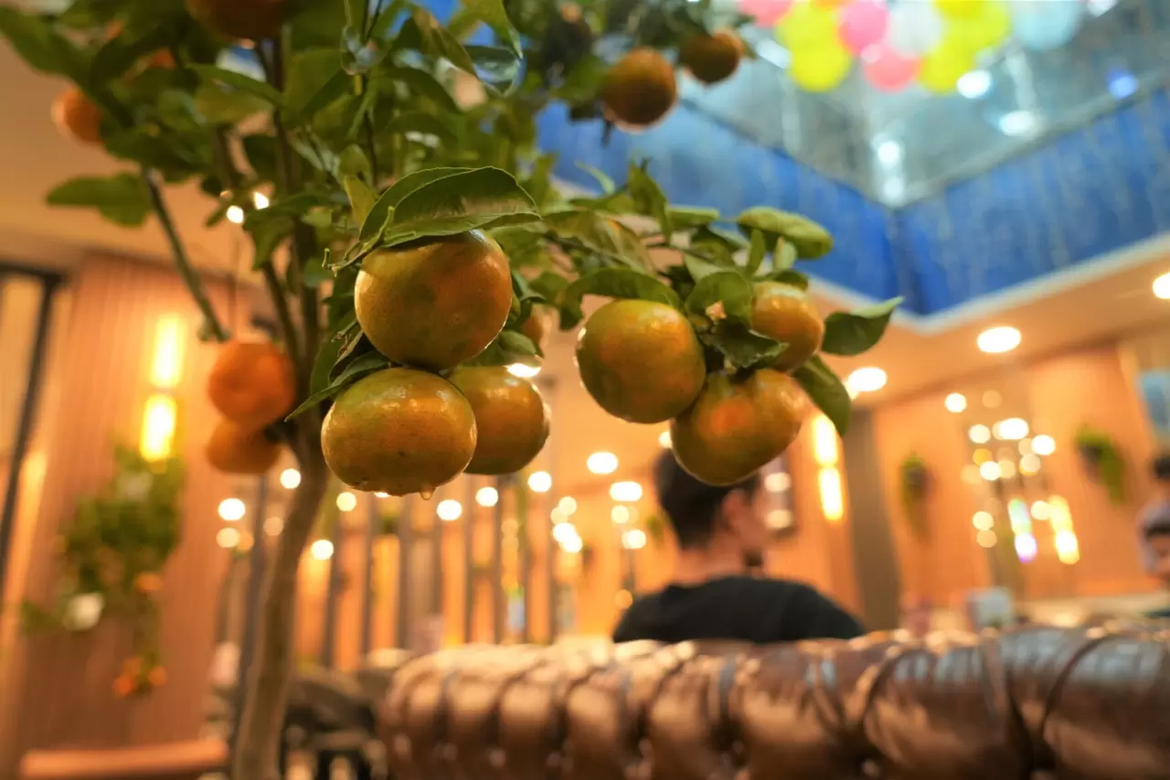 Kafe'de yetiştirilen mandalina ağaçları, müşterileri büyülüyor! 3