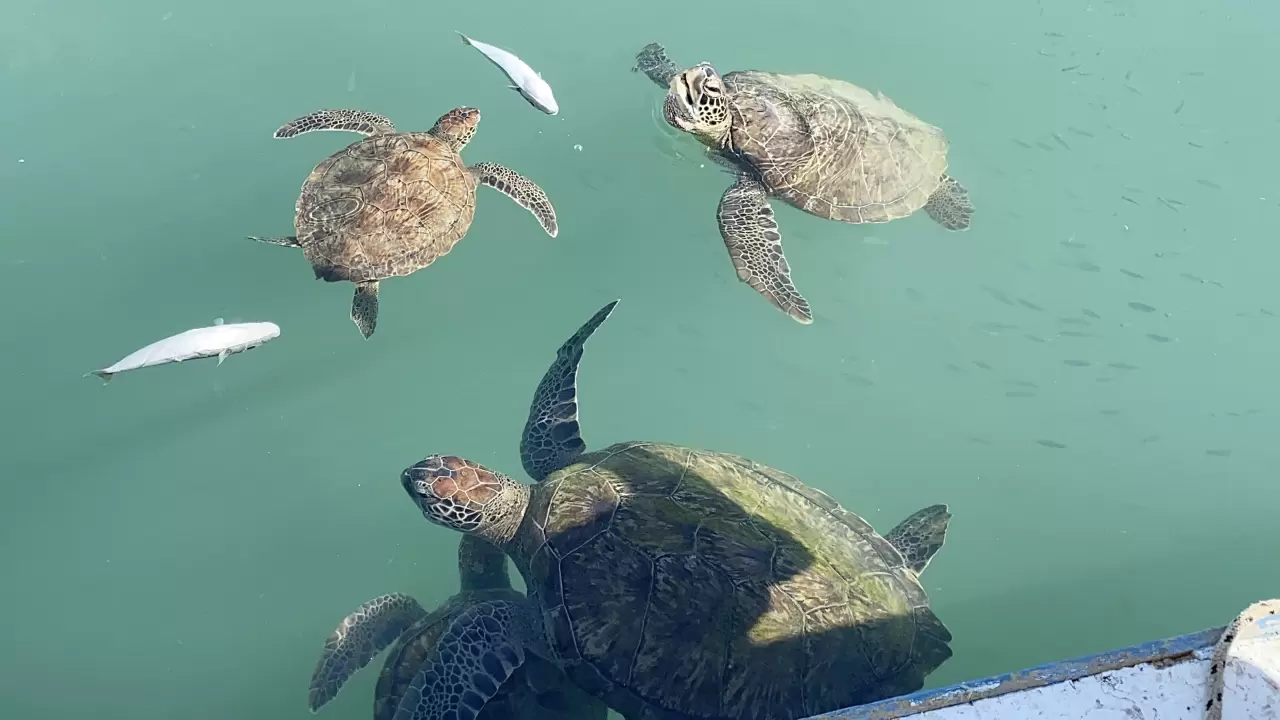 Balıkçıların dostu: Göç etmeyen caretta carettalar limanı mesken tuttu 2