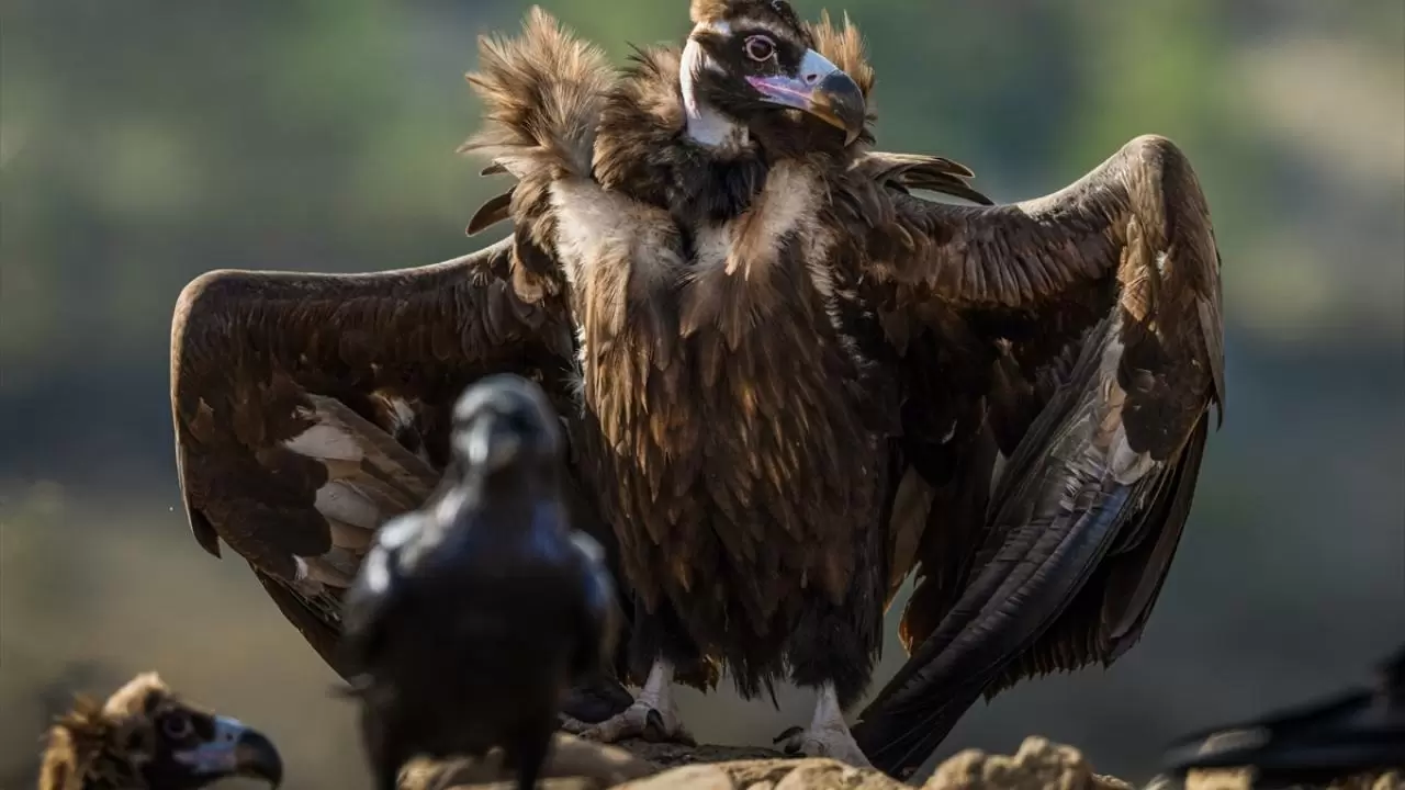 Türkiye’nin tek akbaba istasyonu 11