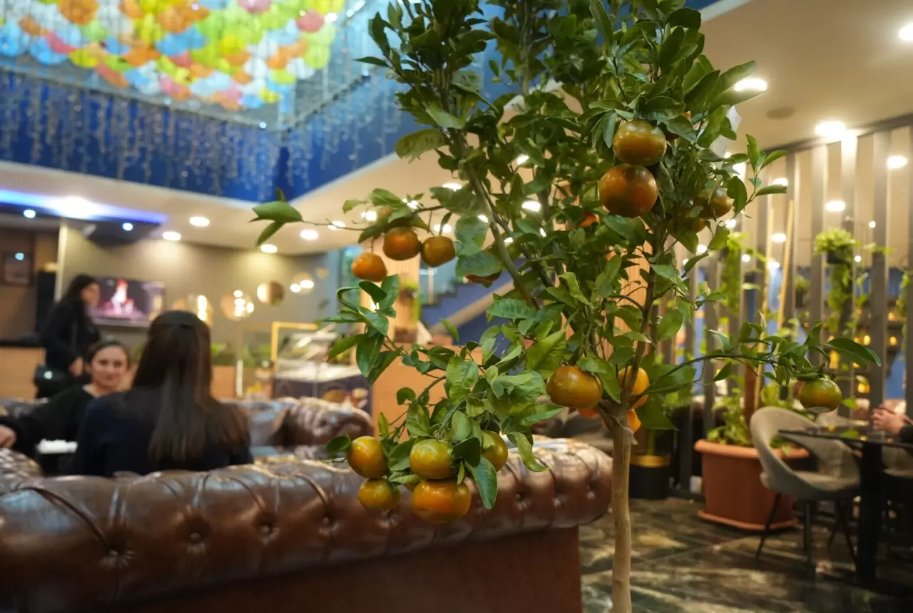 Kafe'de yetiştirilen mandalina ağaçları, müşterileri büyülüyor! 4