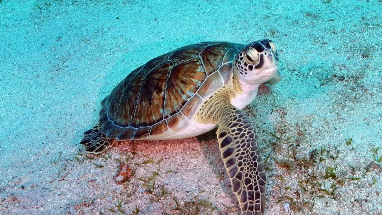 Yerli üretim sualtı scooterı görevde 15