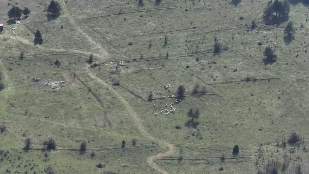 Dronla kayıp sürü bulundu: 30 hayvan 1 günde kurtarıldı! 3