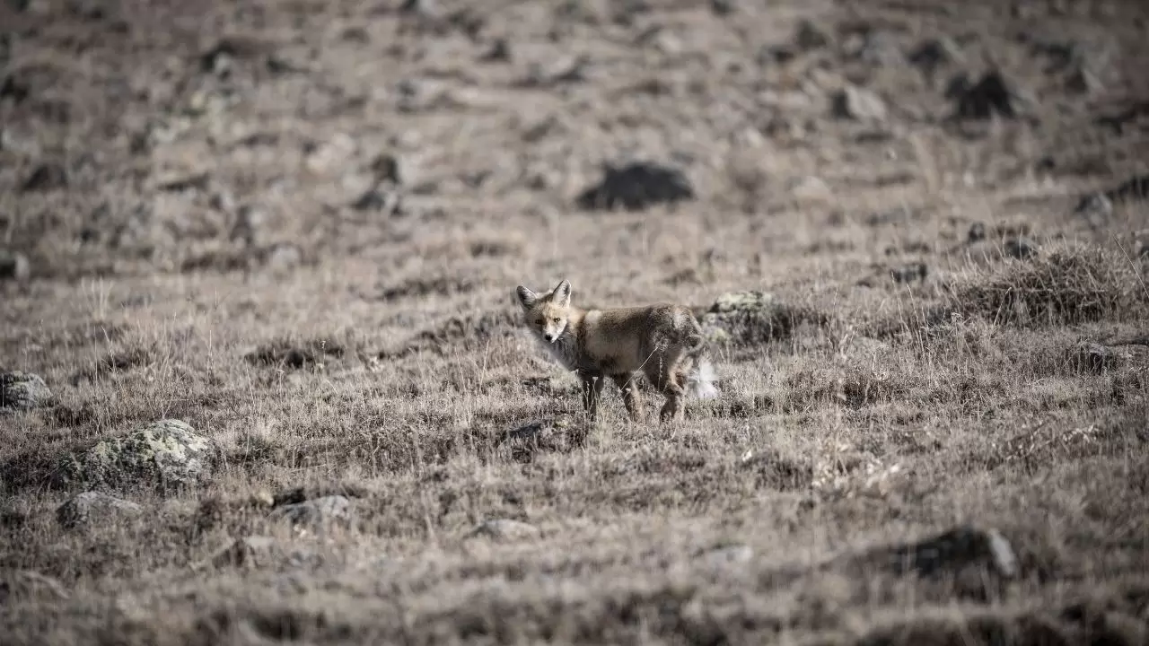 Gören döndü bir daha baktı! 3