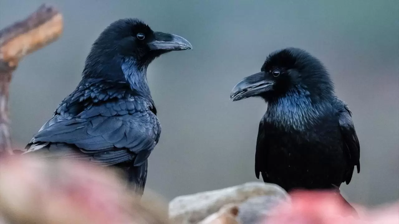 Türkiye’nin tek akbaba istasyonu 9