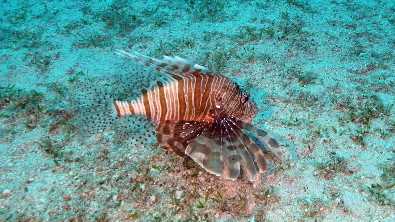 Yerli üretim sualtı scooterı görevde 14