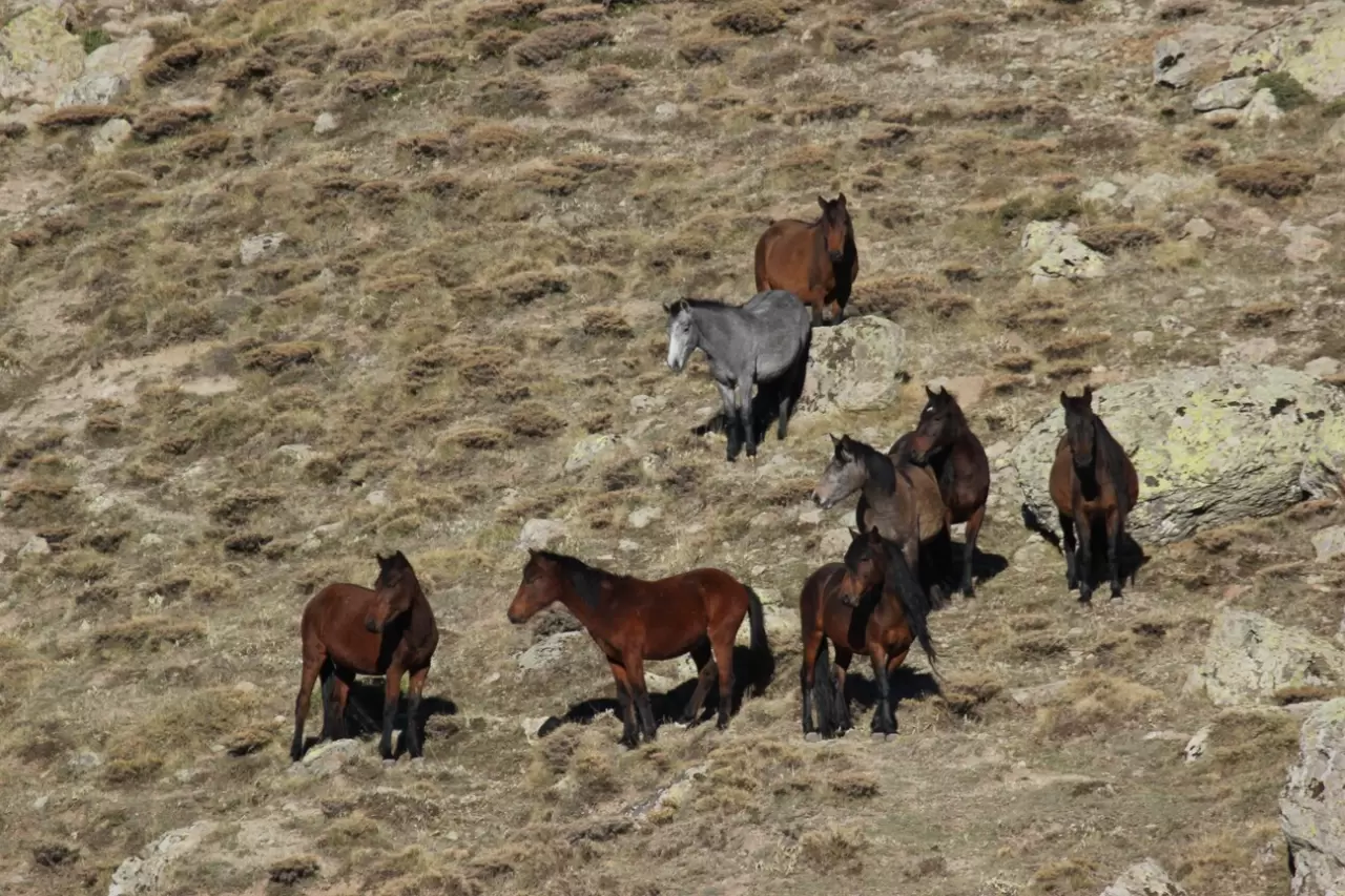 Bulutların dansı ve yılkı atları dron ile görüntülendi 4
