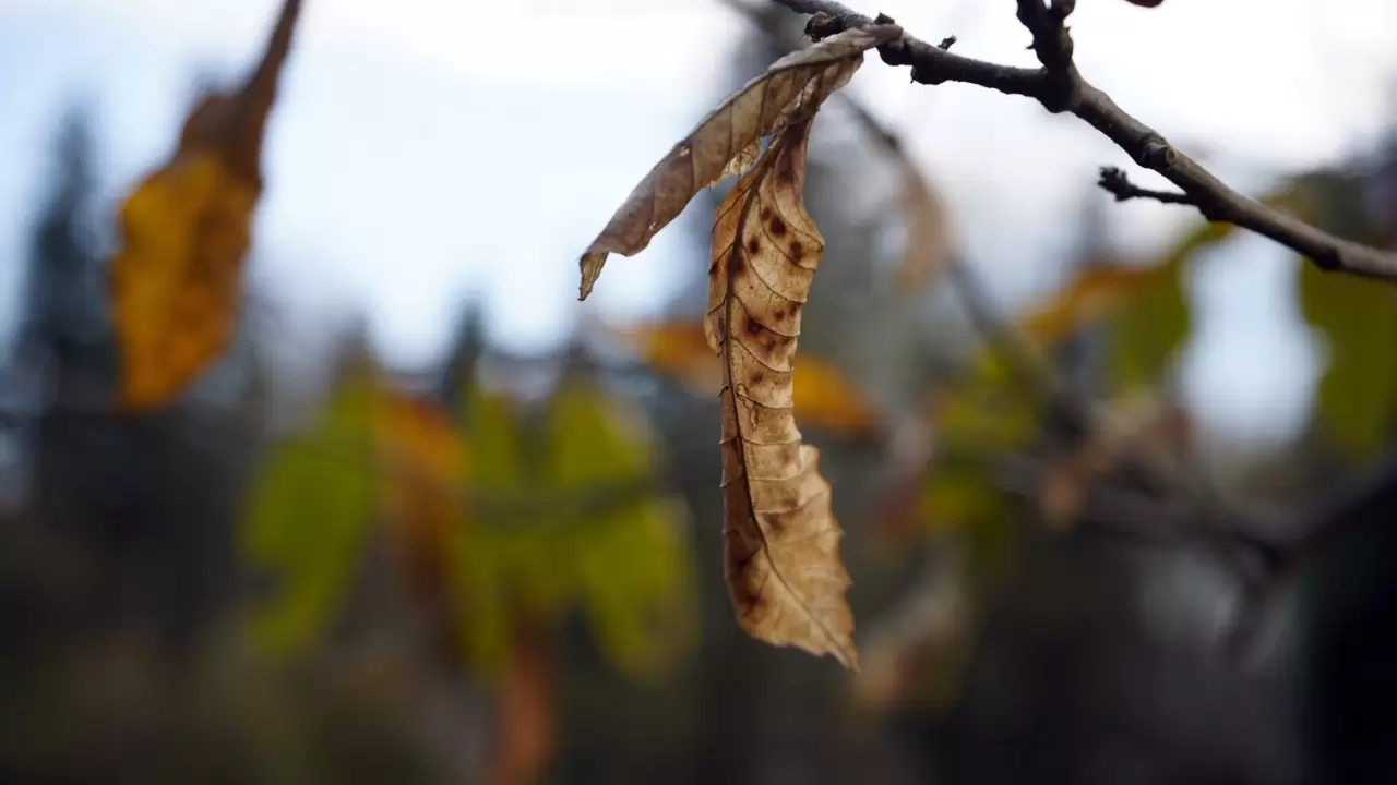 Sonbaharda Çam Dağı'nda renk cümbüşü: Doğanın görsel şöleni 7
