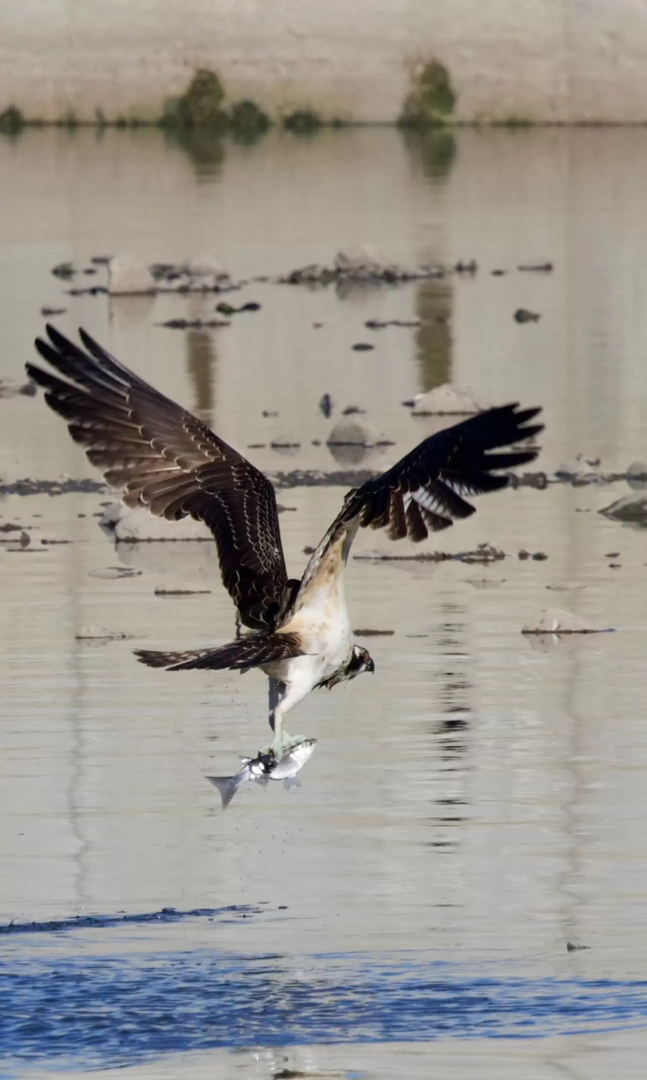 Kastamonu'da Ezine Çayı'nda avlanan balık kartalları görüntülendi 2