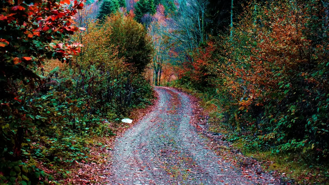 Sonbaharda Çam Dağı'nda renk cümbüşü: Doğanın görsel şöleni 2