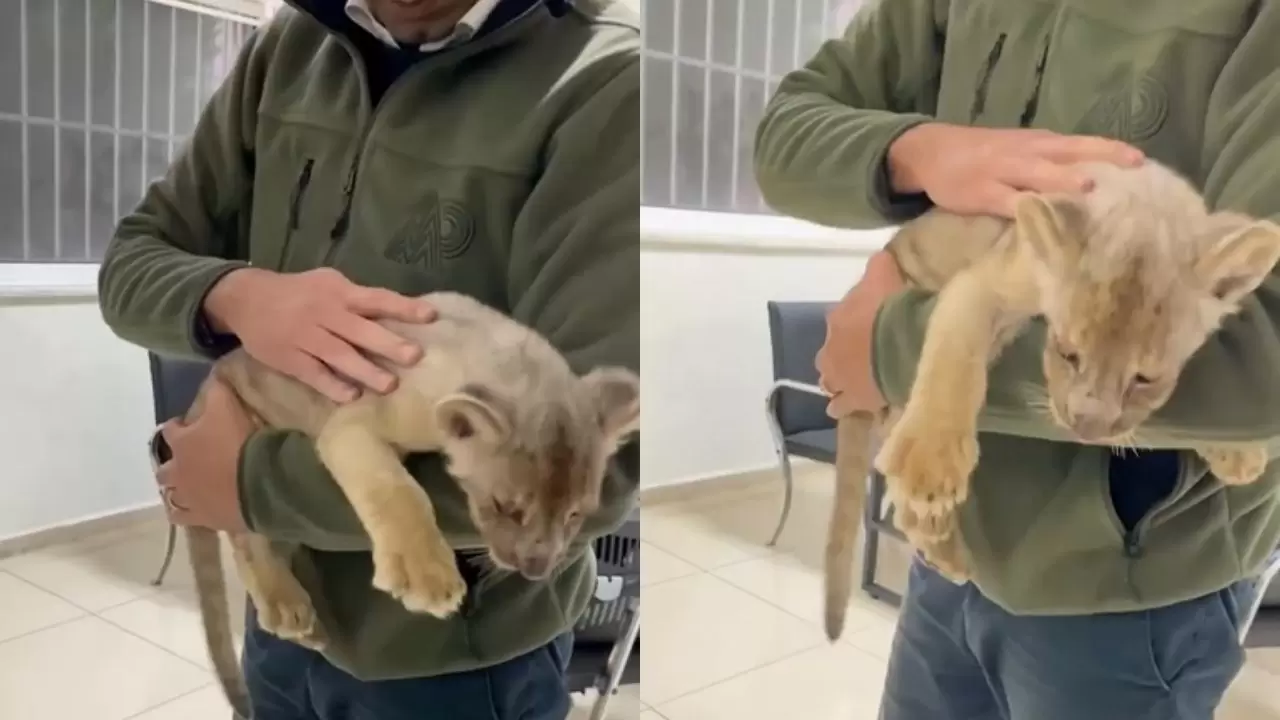 İstanbul’da kaçak getirilen yavru Afrika aslanına el konuldu 2