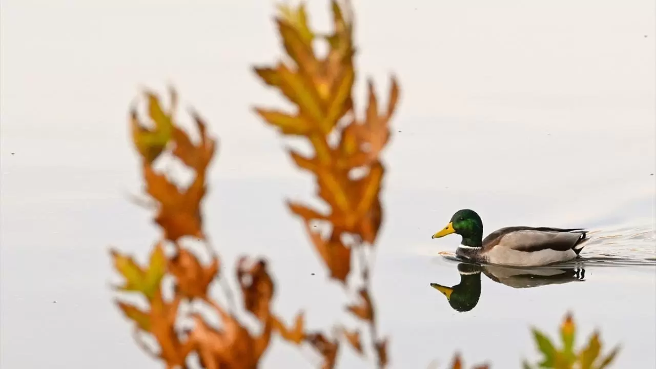 Seğmenler Parkı'nın sevimli sakinleri 7