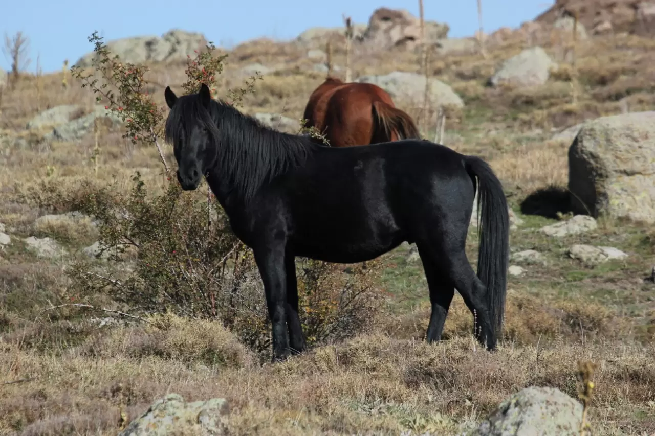 Bulutların dansı ve yılkı atları dron ile görüntülendi 3
