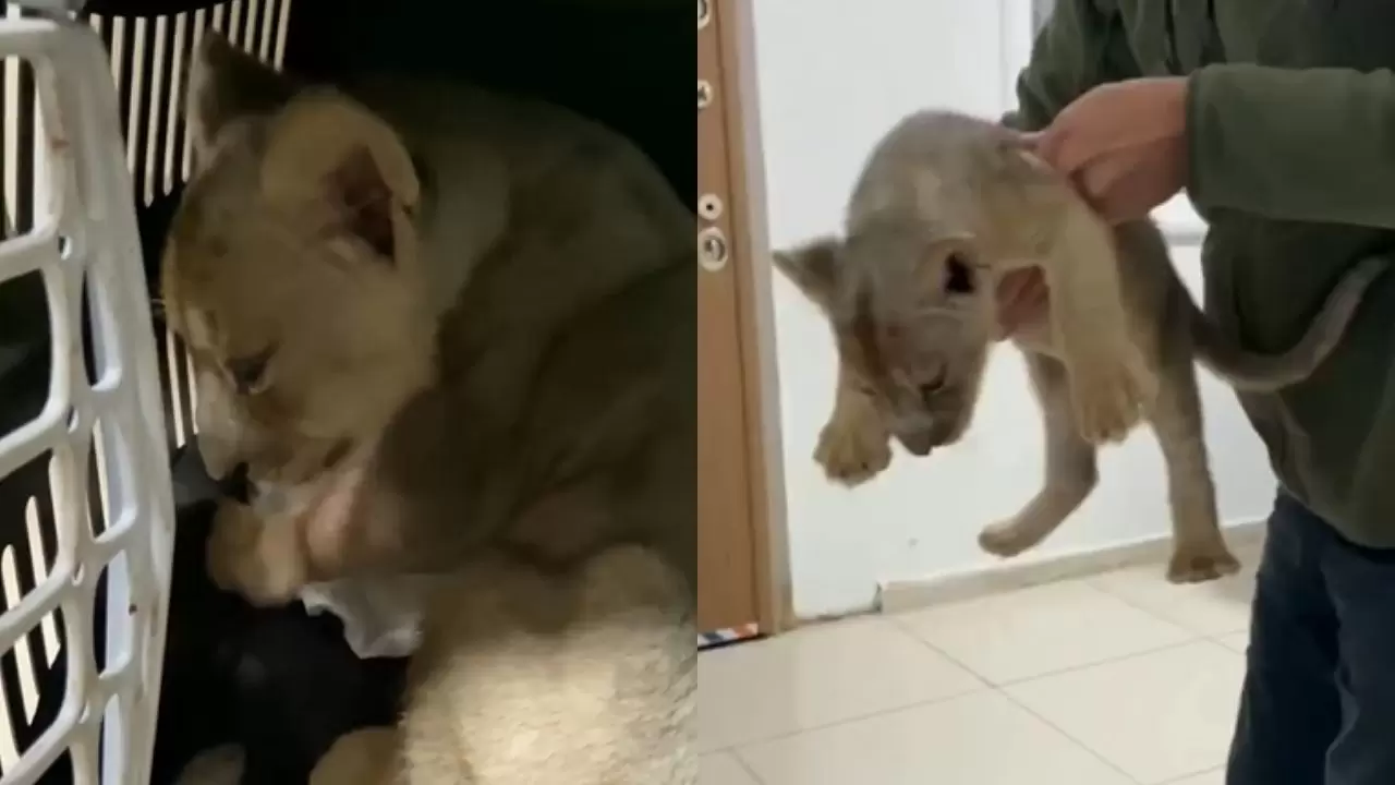 İstanbul’da kaçak getirilen yavru Afrika aslanına el konuldu 4