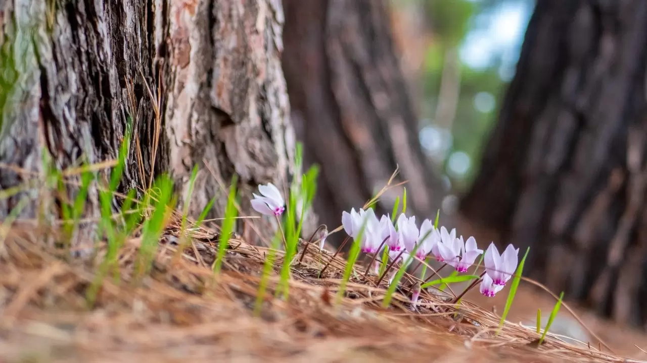 Antalya'da Yabani sıklamenler çiçek açtı 5
