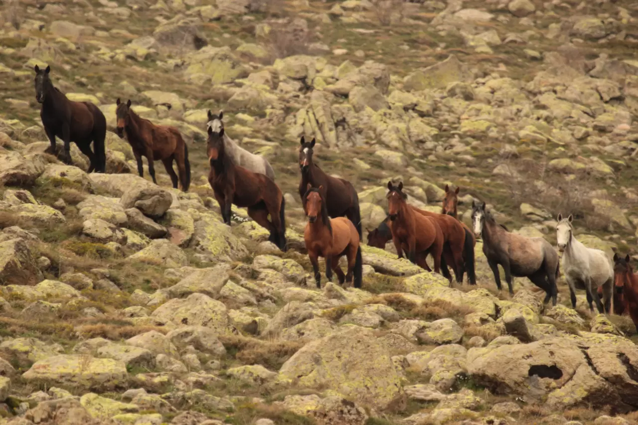 Bulutların dansı ve yılkı atları dron ile görüntülendi 2