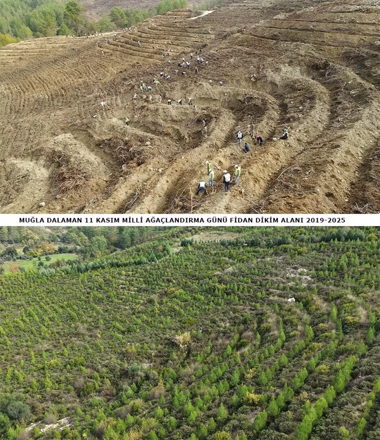 6 yıl önce dikilen fidanlar geleceğe nefes oldu 2