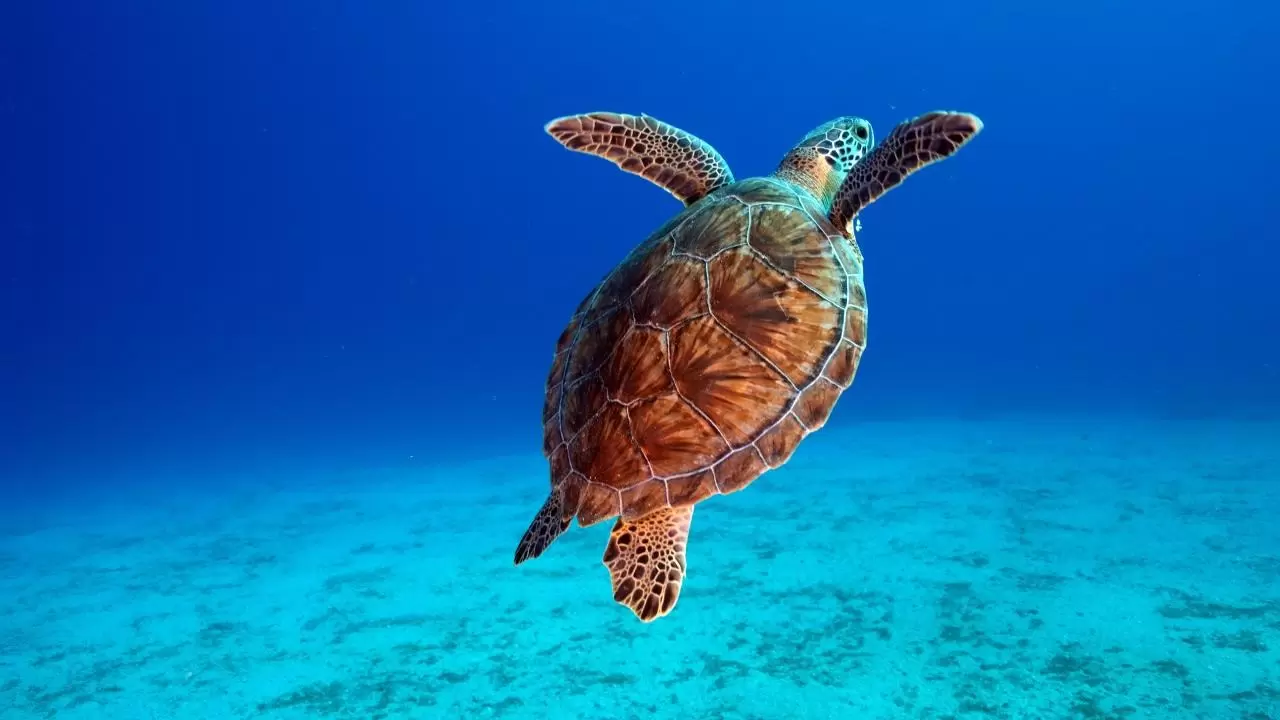 Yerli üretim sualtı scooterı görevde 12