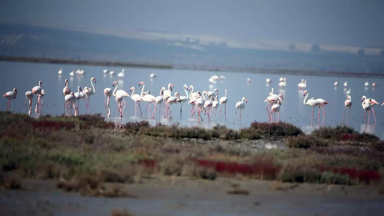 Yumurtalık Lagünü’nde renkli sonbahar 2