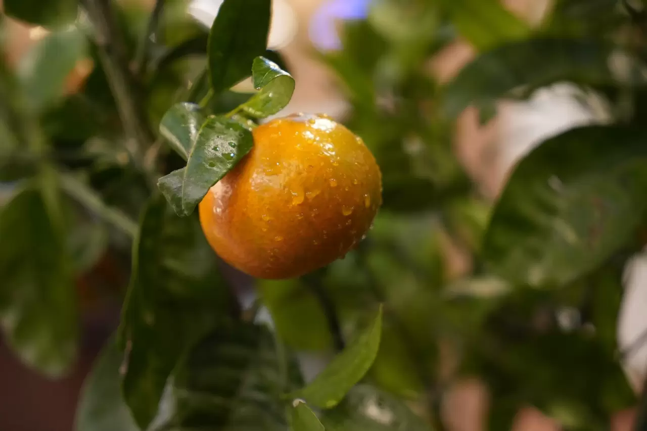 Kafe'de yetiştirilen mandalina ağaçları, müşterileri büyülüyor! 5