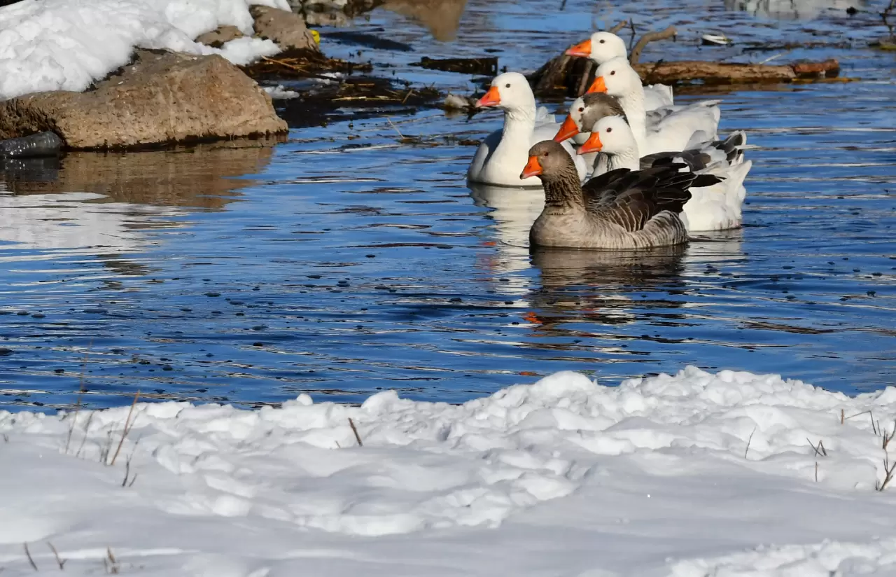 Sarıkamış’ta kartpostallık görüntü: Kazlar buzlu derede yüzdü! 3