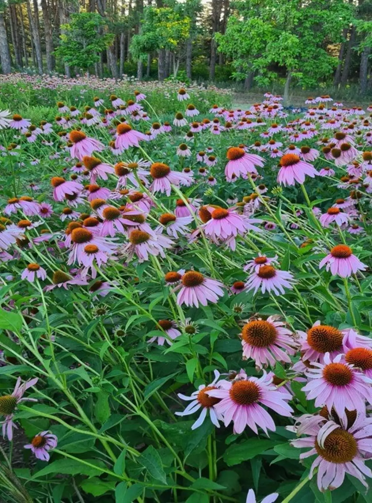 Türkiye’nin en zengin genetik kaynak merkezi Eskişehir’de 1