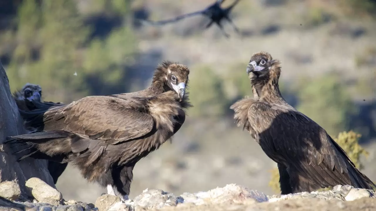 Türkiye’de ender görülen manzara! Dört akbaba türü aynı alanda görüntülendi 3